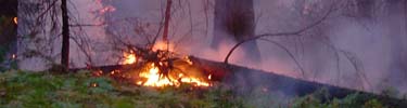 Orange flames cause a purple glow in the forest.